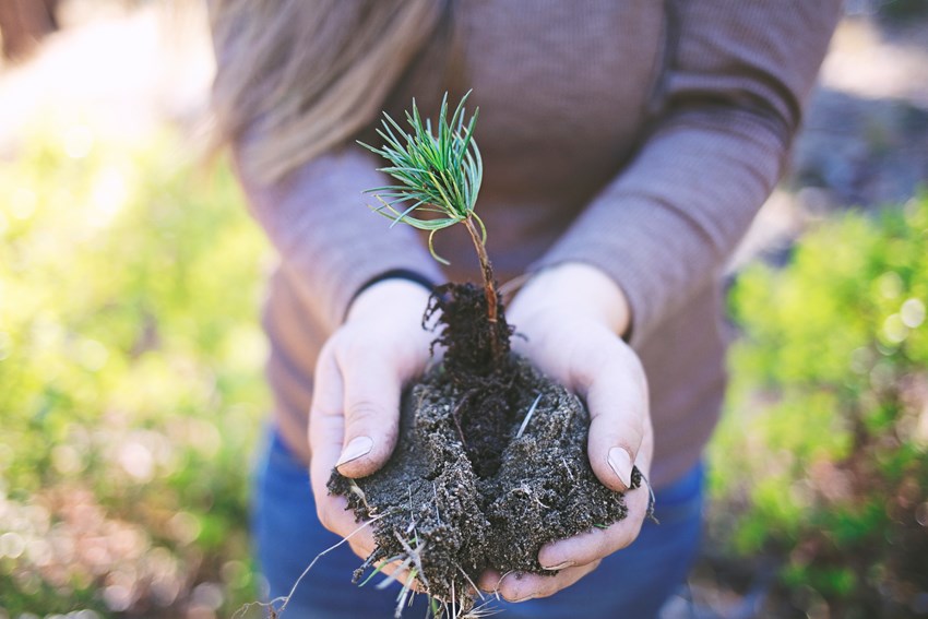 one tree planted